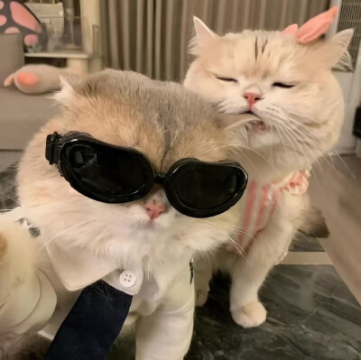 情头