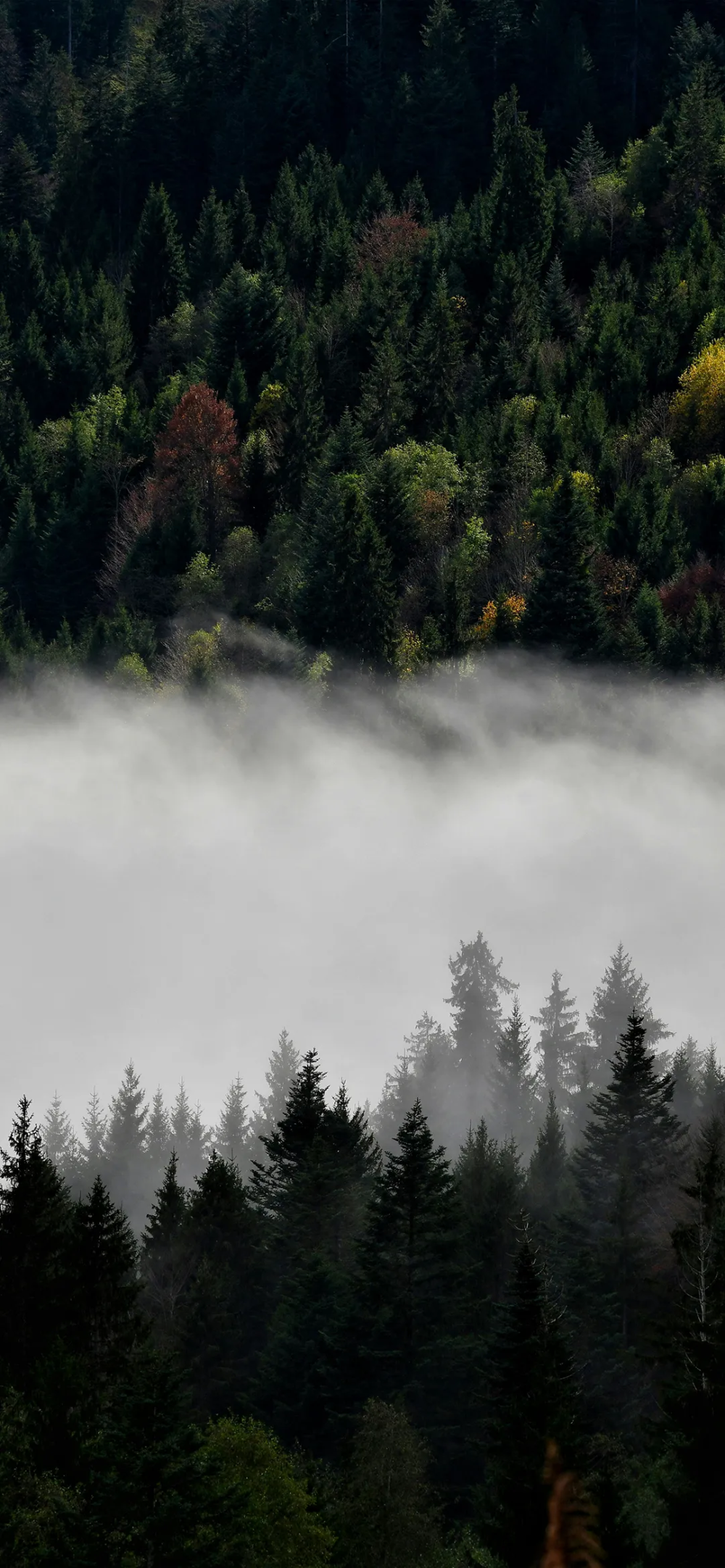 景