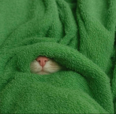 咪咪猫猫