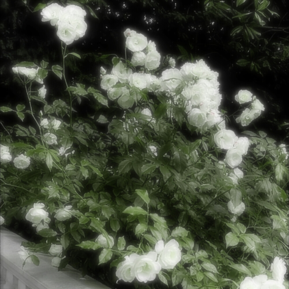 Moss-grown lanes—《青石巷》*伞下旧年雨