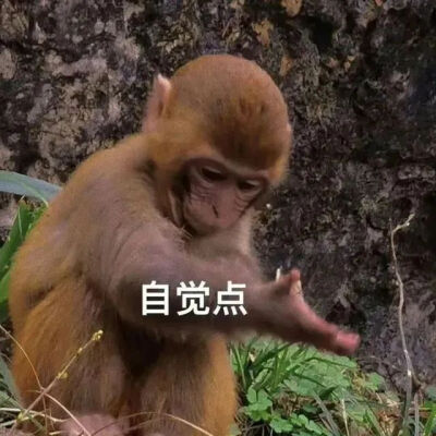 表情包
