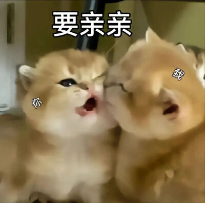 表情包