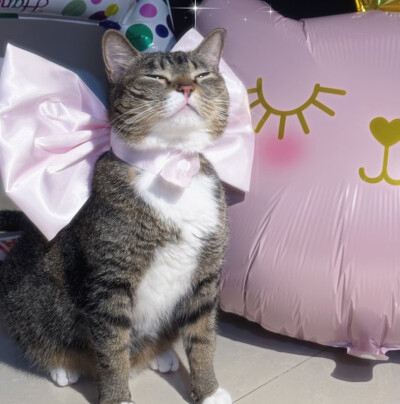 pet