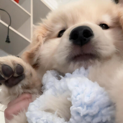 小可爱们