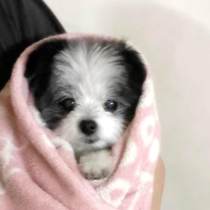 小可爱们