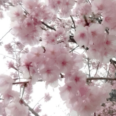 The monologue of cherry blossoms（独白樱）