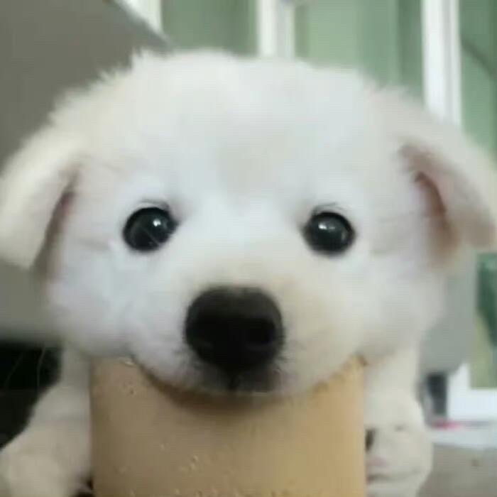 小可爱们