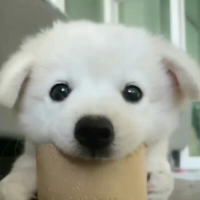 小可爱们