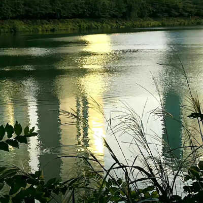 绿色 小清新 风景