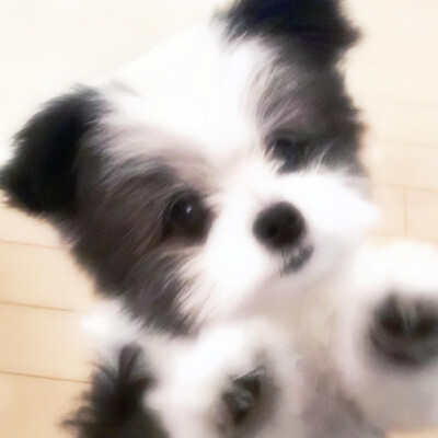 小可爱们