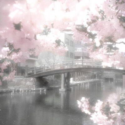 The monologue of cherry blossoms（独白樱）