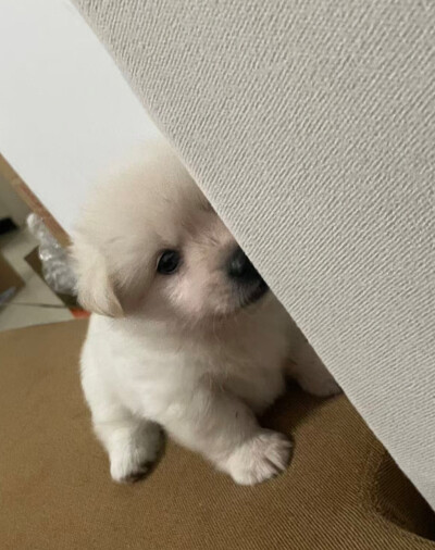 狗宝宝