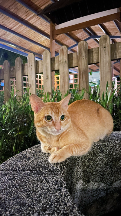 黄猫咪