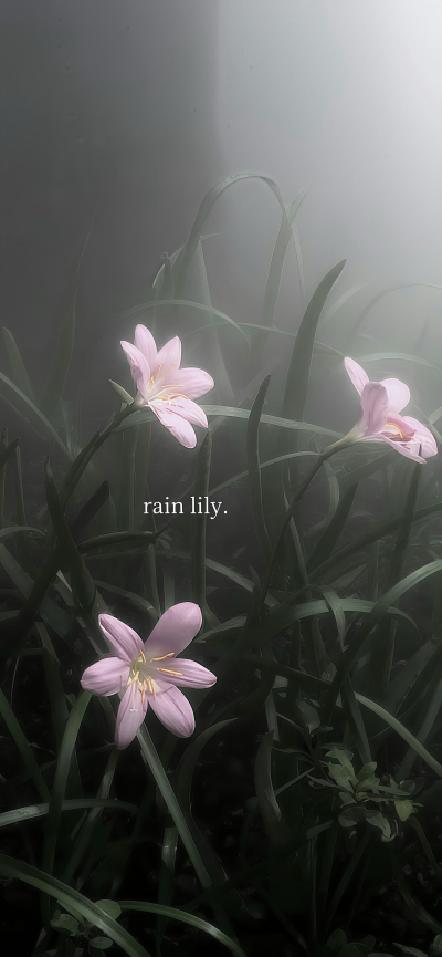 壁纸/锁屏