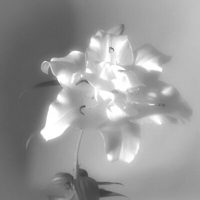 White tulips（白郁金香）