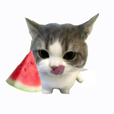 水果猫