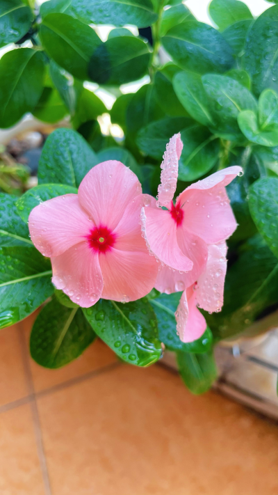长春花