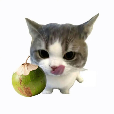 水果猫
