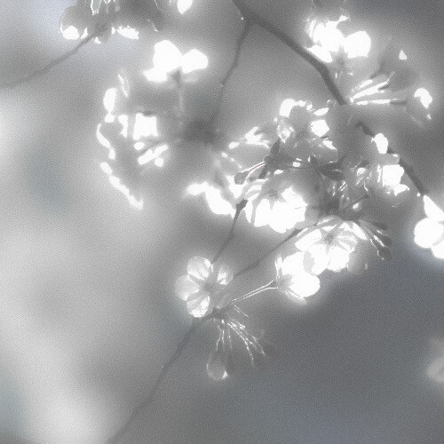 White tulips（白郁金香）