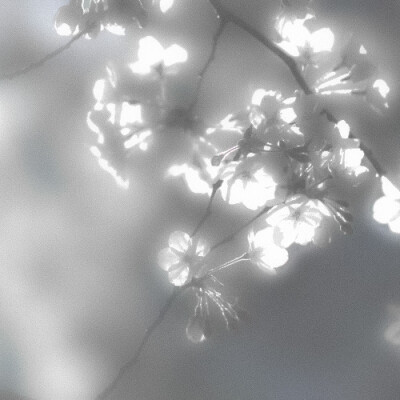 White tulips（白郁金香）