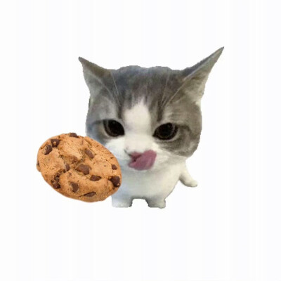 水果猫