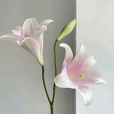 背景图
