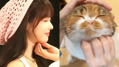 拿捏一只猫猫