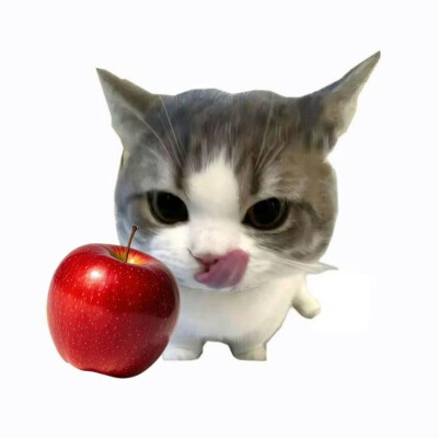 水果猫