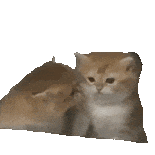 猫猫表情包