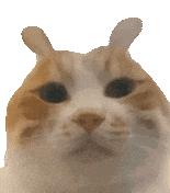 猫猫表情包
