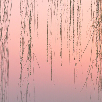 向世界证明 优雅并非天生 时间自会证明
赵丽颖
起司名札