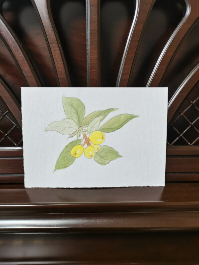 45 枇杷（绘画 | 水彩 | 果花甘04）
2018.6.14
很喜欢古人形容枇杷的诗句，“金丸缀树”、“一树金”，“蜡珠密缀枝头”，都很美。
于是我画枇杷的时候用了鲜亮的柠黄，留出来高光，椭圆形果子头碰头攒在一起，像明…