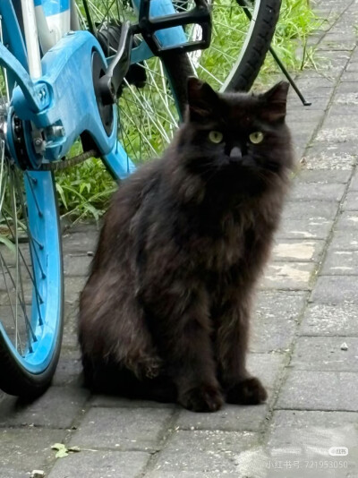 校园里的小黑猫