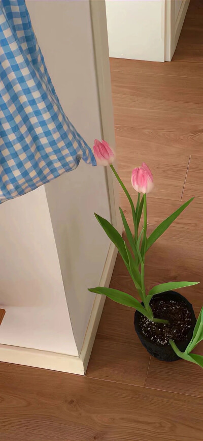 近期自用