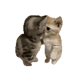 猫猫表情包