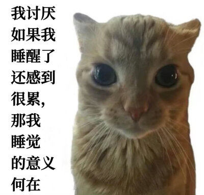 meme