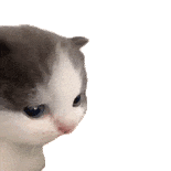 猫猫表情包