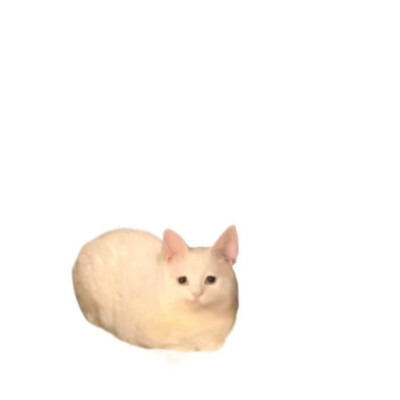 猫猫头像