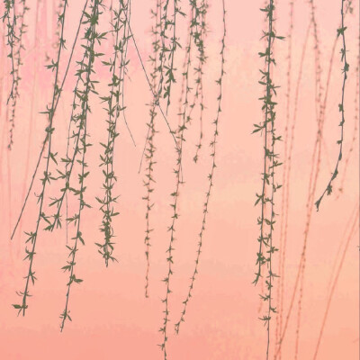 向世界证明 优雅并非天生 时间自会证明
赵丽颖
起司名札