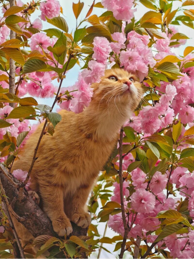 花 猫