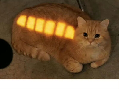 猫猫巴士