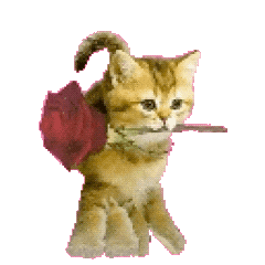 猫猫表情包