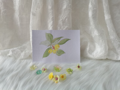 45 枇杷（绘画 | 水彩 | 果花甘04）
2018.6.14
很喜欢古人形容枇杷的诗句，“金丸缀树”、“一树金”，“蜡珠密缀枝头”，都很美。
于是我画枇杷的时候用了鲜亮的柠黄，留出来高光，椭圆形果子头碰头攒在一起，像明…