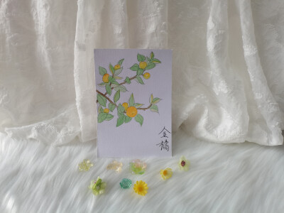 46 金橘（绘画 | 水彩 | 果花甘04）
2018.6.14
画金橘，感觉到了就行。
一树淡然雅致的叶子，藤黄色的圆球点缀其间，有些生机勃勃。
相比其他柑橘类水果，金橘的个头很小，像童年回忆中常见的的弹力球那么大，形状…