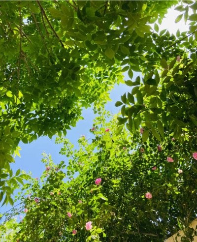 绿色系背景图