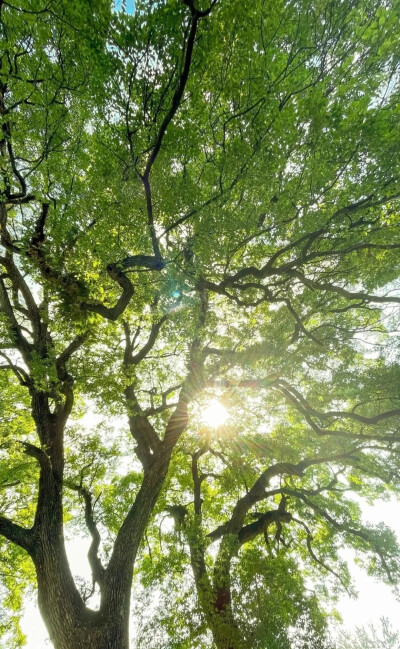 树的背景图 绿色系背景图