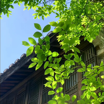 绿色系背景图