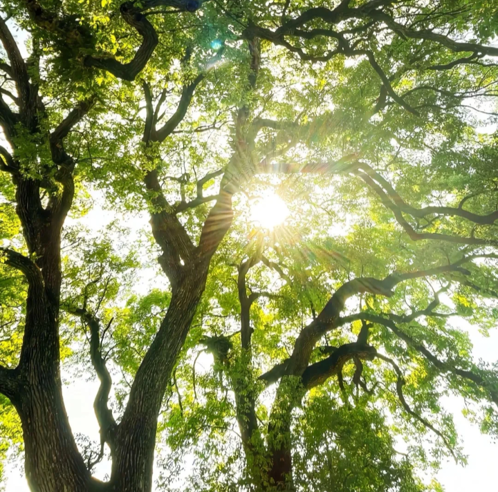 树的背景图 绿色系背景图