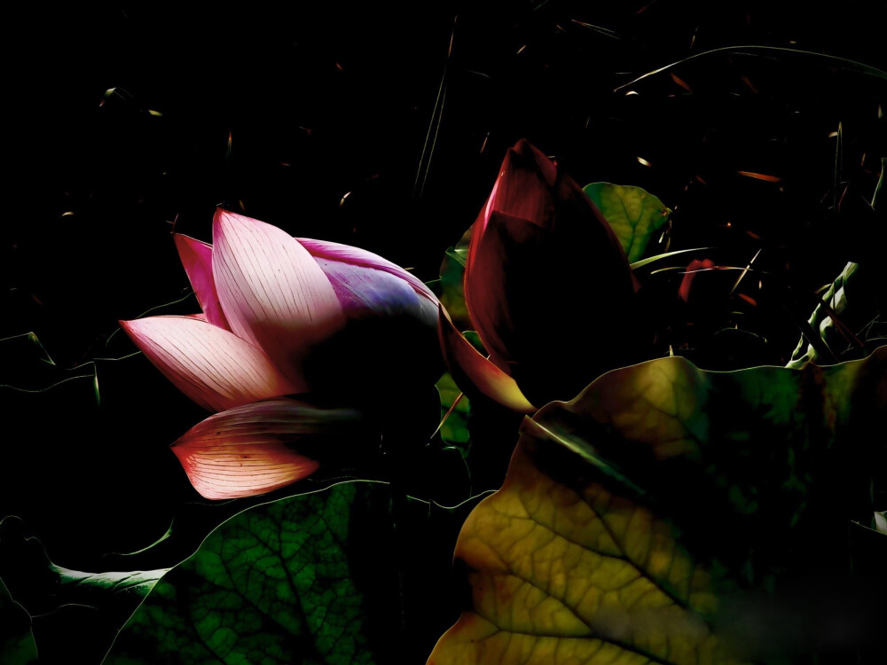花