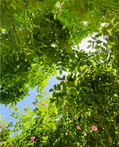 绿色系背景图